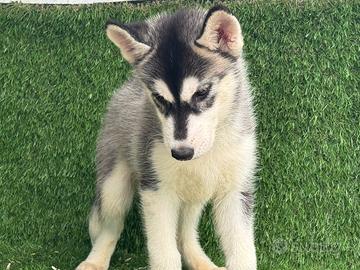 Husky