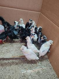 Pulcini gallina Padovana