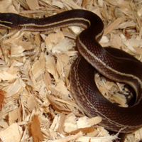 Serpente Boaedon lineatus