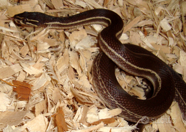 Serpente Boaedon lineatus