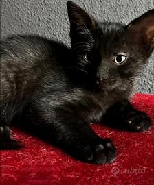 Gattino MASCHIO ( mix norvegese delle Foreste)