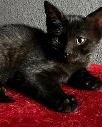 Gattino MASCHIO ( mix norvegese delle Foreste)
