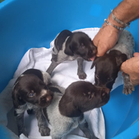 Cuccioli maschi drahthaar