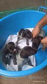 Cuccioli maschi drahthaar