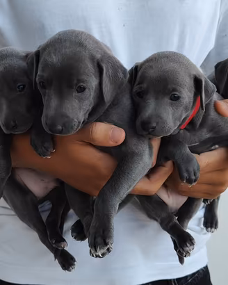 Cuccioli di piccolo levriero italiano