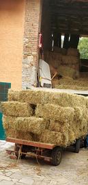 Fieno primo taglio