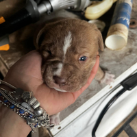 Cani in croci Pitbull e san Bernardo
