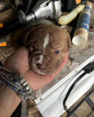 Cani in croci Pitbull e san Bernardo