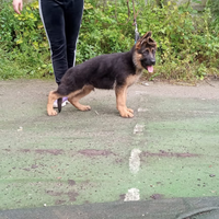 Cane pastore tedesco