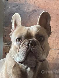Bulldog francese