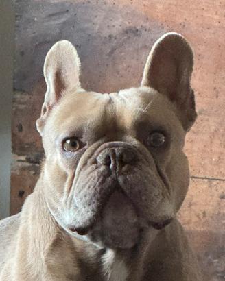 Bulldog francese