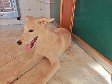 Labrador x