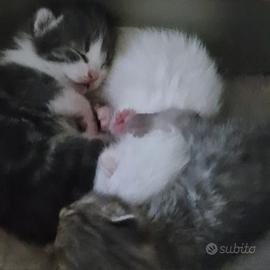 Gattini