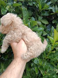 Cuccioli di maltipoo Toy