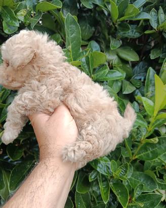 Cuccioli di maltipoo Toy
