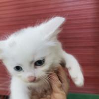 Gattino/a nato poco più di 2 mesi