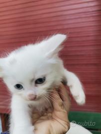 Gattino/a nato poco più di 2 mesi
