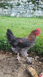 Gallo Marans blu