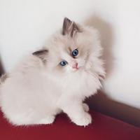 Cucciolo ragdoll puro massimo 3 mesi bicolor