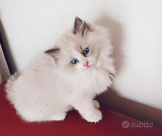 Cucciolo ragdoll puro massimo 3 mesi bicolor
