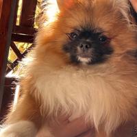 Volpino spitz di Pomerania