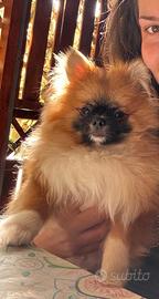 Volpino spitz di Pomerania