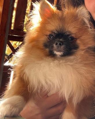 Volpino spitz di Pomerania