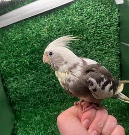 Pappagallo Calopsite allevata a mano