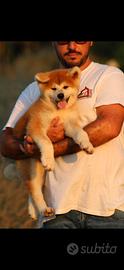 Cuccioli di akita inu