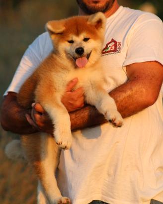 Cuccioli di akita inu