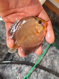 Discus scalari