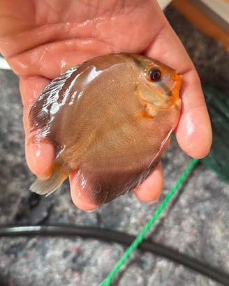 Discus scalari