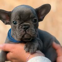 Cucciolo francese maschio