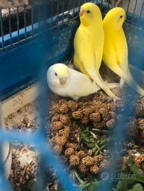 Bellissime cocorite da 60 gg di tantissimi colori