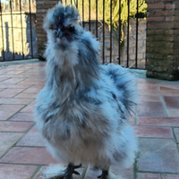 Gallo Moroseta splash