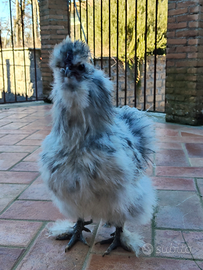 Gallo Moroseta splash