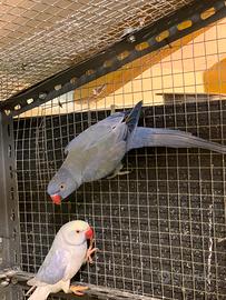 Parrocchetti dal collare pulli