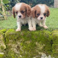 Cavalier King cuccioli