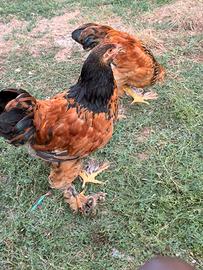 Galline razza Barhama