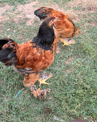 Galline razza Barhama