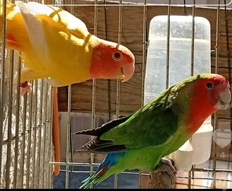 Coppia inseparabili