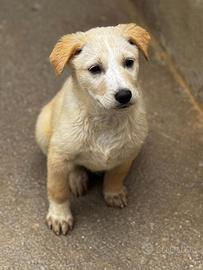 Brando meticcio labrador maremmano