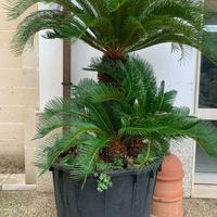 Albero Cycas