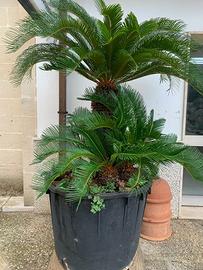 Albero Cycas