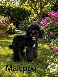 Maltipoo