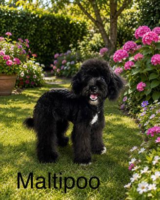 Maltipoo
