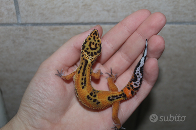 Geco leopardino