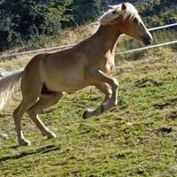 Stalloncino Haflinger alta genealogia