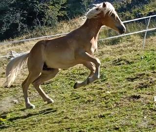 Stalloncino Haflinger alta genealogia