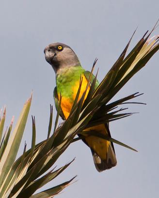 Pappagalli del senegal 2026